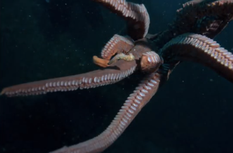 Illustration for article titled What it looks like when an octopus decides to steal your camera.